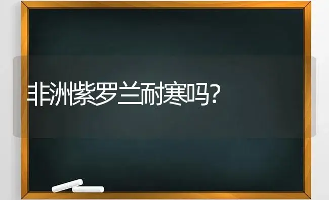 非洲紫罗兰耐寒吗？ | 绿植常识