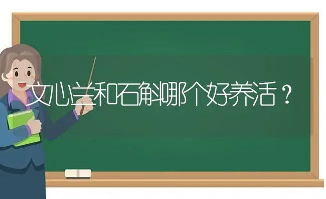 文心兰和石斛哪个好养活？ | 绿植常识