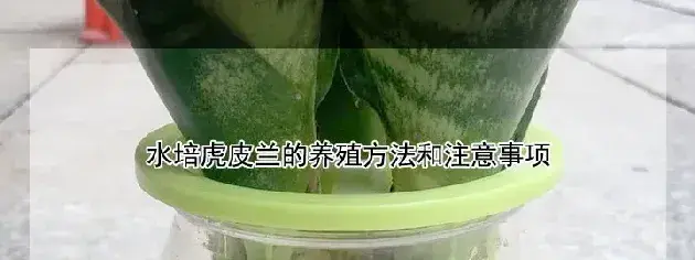 水培虎皮兰的养殖方法和注意事项