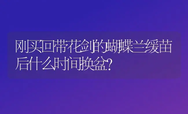 刚买回带花剑的蝴蝶兰缓苗后什么时间换盆？ | 绿植常识