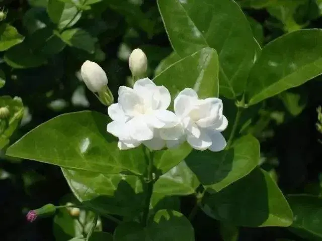 茉莉花5月份被修剪光杆了怎样发芽？