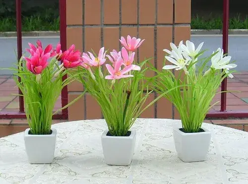 花卉果蔬盆景 | 盆栽玉兰花养殖方法