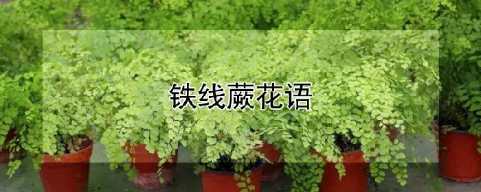 铁线蕨花语