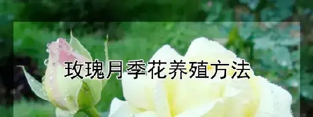 玫瑰月季花养殖方法