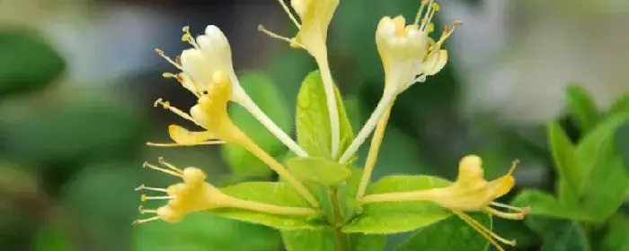 金银花的花语和传说