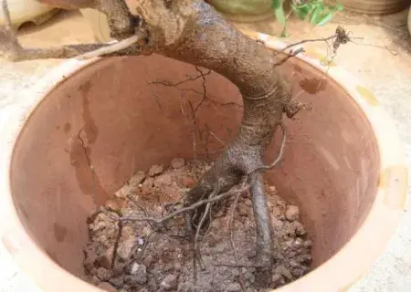 清香木种植方法-花卉果蔬盆景 | 清香木老桩怎样栽培