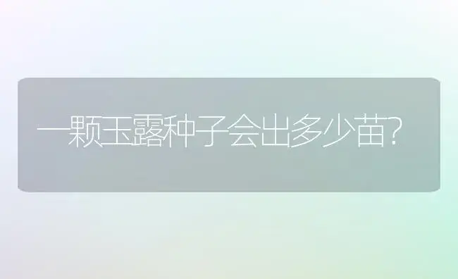 一颗玉露种子会出多少苗？ | 多肉养殖