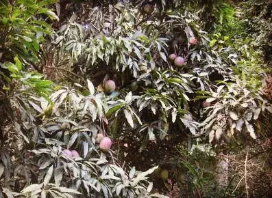 芒果6种重要病虫害的防治和治疗技术和办法