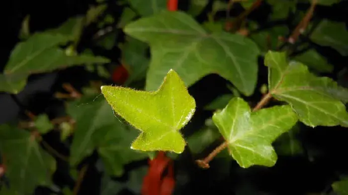 常春藤什么时候开花