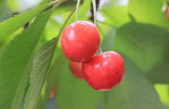 棚室樱桃栽培技术