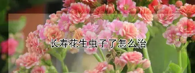 长寿花生虫子了怎么治