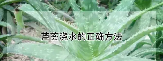 芦荟浇水的正确方法