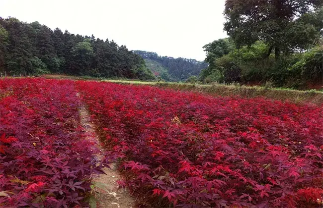 美国红枫的育苗技术