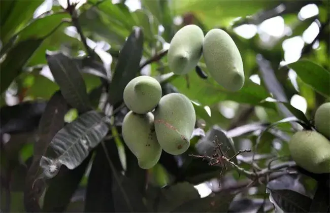 怎样防治和治疗芒果日灼病