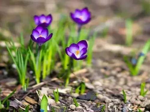 盆栽育苗 | 藏红花（番红花）繁殖方法