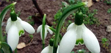 雪滴花的花语和传说有哪些？