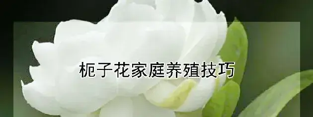 枙子花家庭养殖技巧