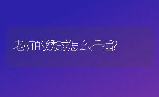 老桩的绣球怎么扦插？ | 绿植常识