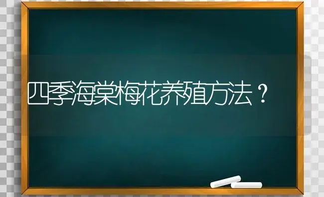 四季海棠梅花养殖方法？ | 绿植常识