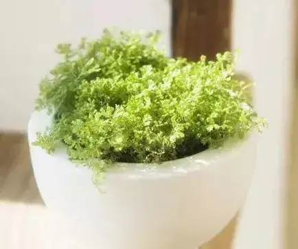 盆景养护管理 | 水培植物种植与养护