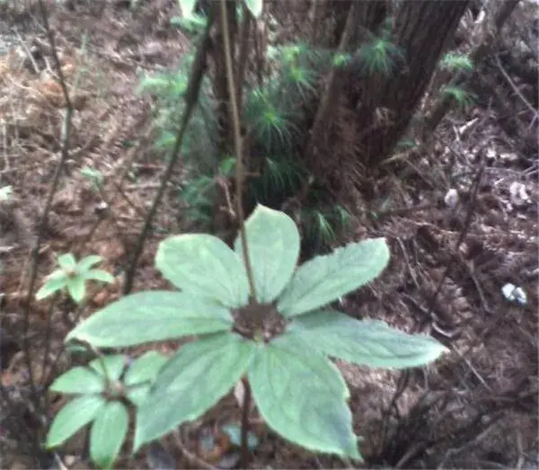 七叶一枝花的功效与作用 七叶一枝花花语和花期