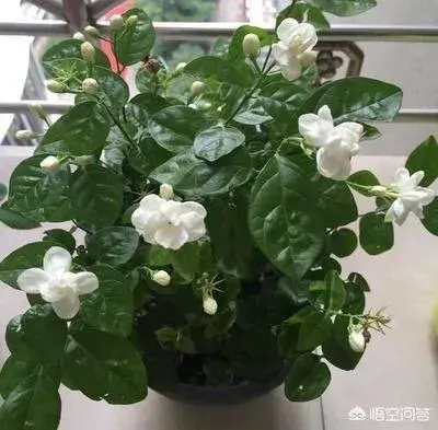 茉莉花喜阳么？要怎么养才好？适合放在办公室么？