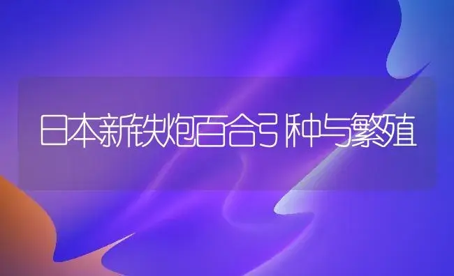 日本新铁炮百合引种与繁殖 | 家庭养花