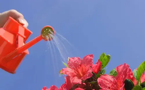 盆栽浇水 | 杜鹃花期可以浇水吗 怎么浇水