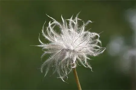 白头翁的花语和传说