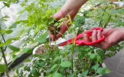 花卉果蔬盆景 | 辣木籽种子种植方法