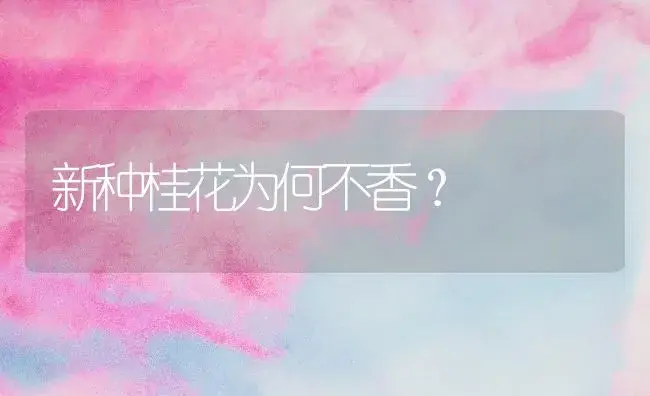 新种桂花为何不香？ | 家庭养花