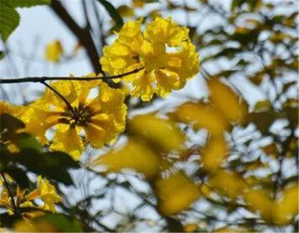 银钟花花期和花语 银钟花种植技术