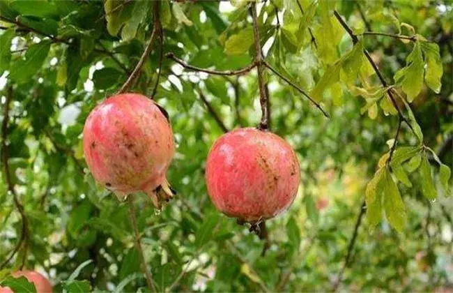 石榴夏天管理技术