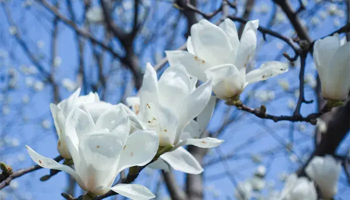 白玉兰花语 白玉兰花语和含义