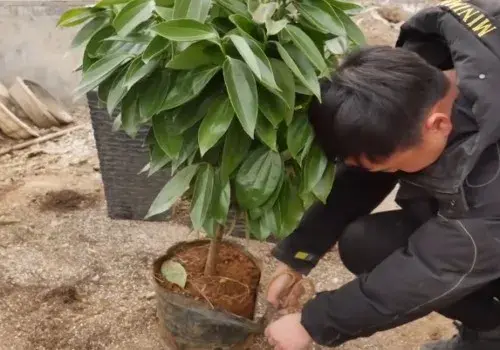 盆景养护管理 | 平安树不换盆可以吗