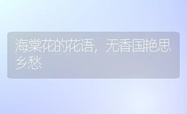 海棠花的花语，无香国艳思乡愁 | 绿植寓意