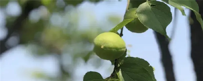 大青枣栽培技术