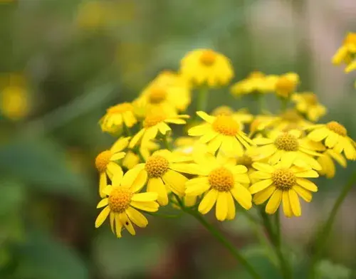 野菊花的花语是什么？