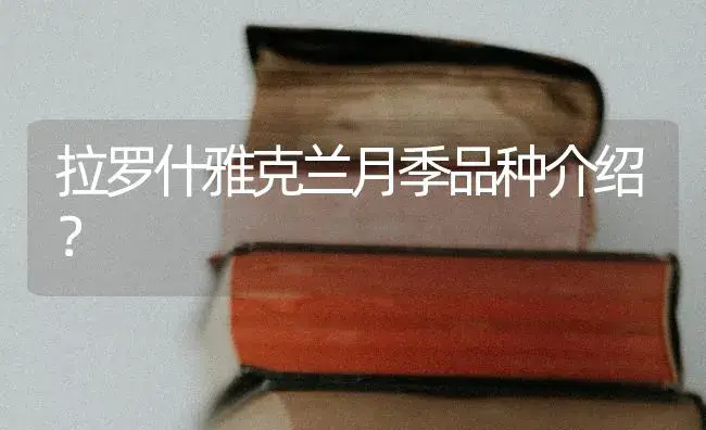 拉罗什雅克兰月季品种介绍？ | 绿植常识