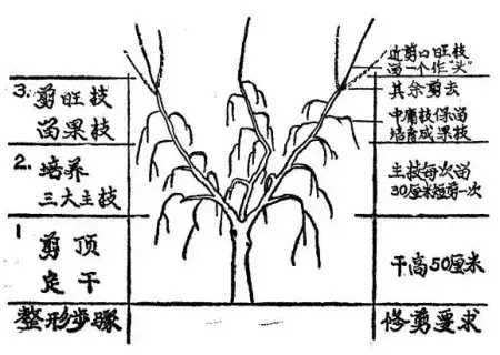 盆栽造型 | 枸杞盆景的修剪整形