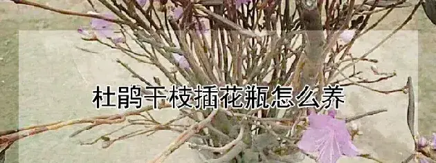 杜鹃干枝插花瓶怎么养