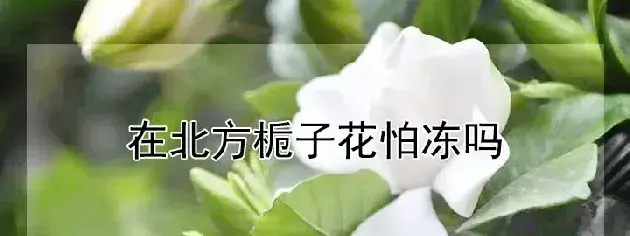 在北方栀子花怕冻吗