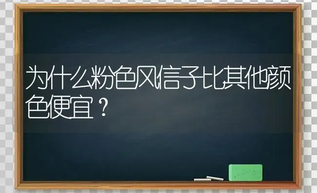 为什么粉色风信子比其他颜色便宜？ | 绿植常识