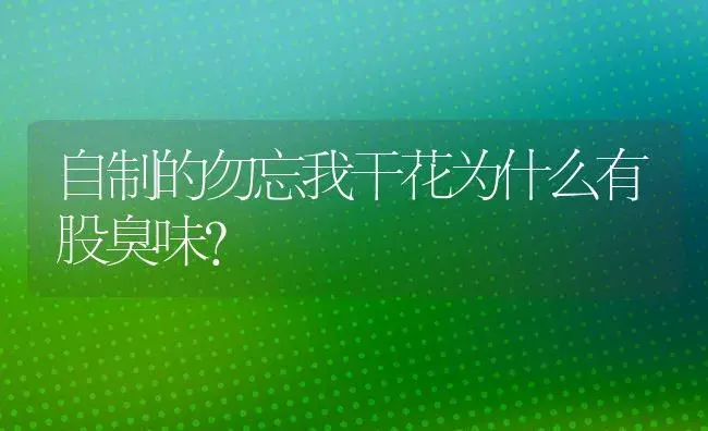 自制的勿忘我干花为什么有股臭味？ | 绿植常识