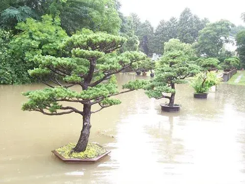 盆景养护管理 | 盆花涝害后的挽救和预防措施