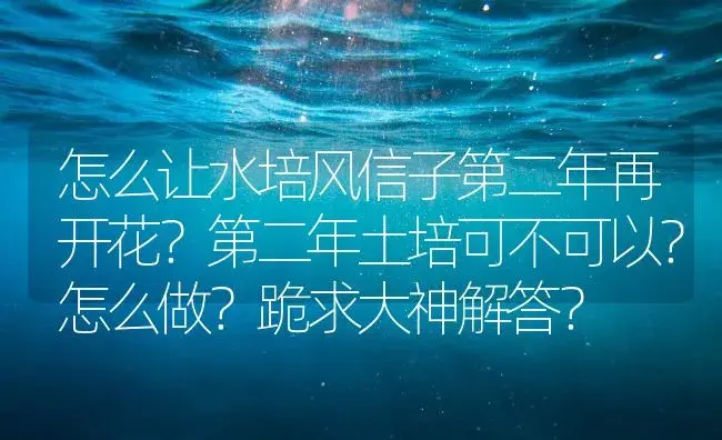 怎么让水培风信子第二年再开花？第二年土培可不可以？怎么做？跪求大神解答？ | 绿植常识