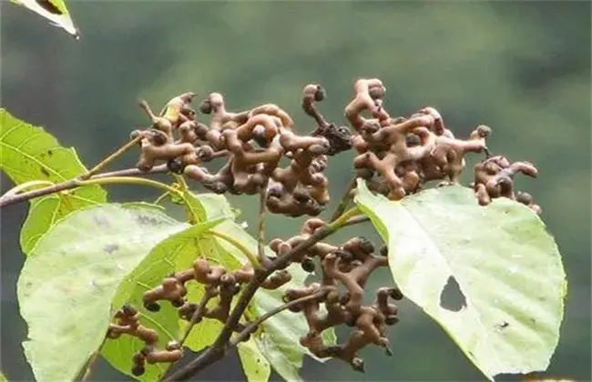 拐枣的高产种植技术