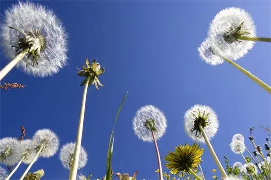 关于蒲公英的资料，蒲公英的花语与寓意