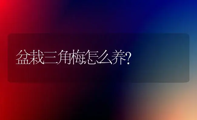 盆栽三角梅怎么养？ | 家庭养花