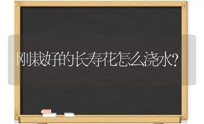 刚栽好的长寿花怎么浇水？ | 多肉养殖